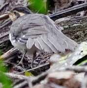 Pheasant Cuckoo