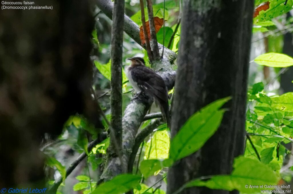 Pheasant Cuckoo