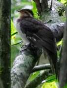 Pheasant Cuckoo