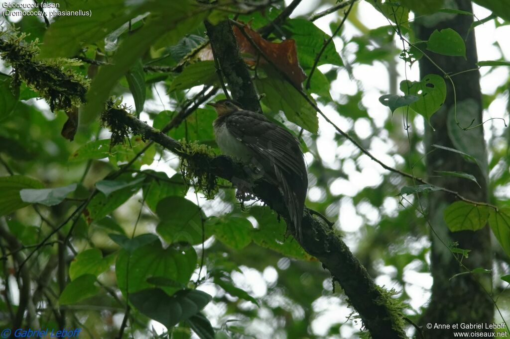 Pheasant Cuckoo