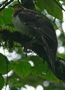 Pheasant Cuckoo