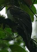 Pheasant Cuckoo