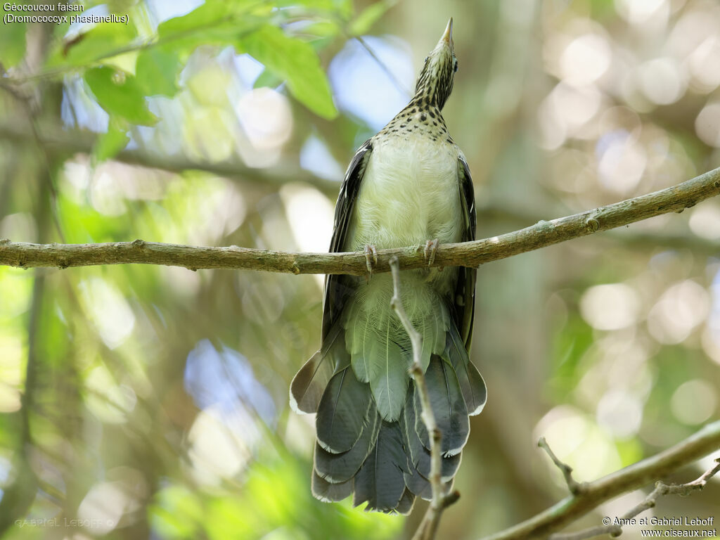 Pheasant Cuckoo