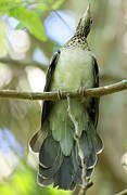 Pheasant Cuckoo