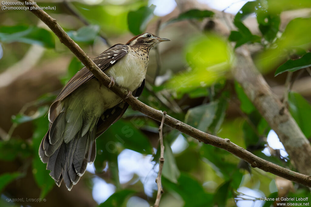 Pheasant Cuckoo