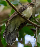 Pheasant Cuckoo