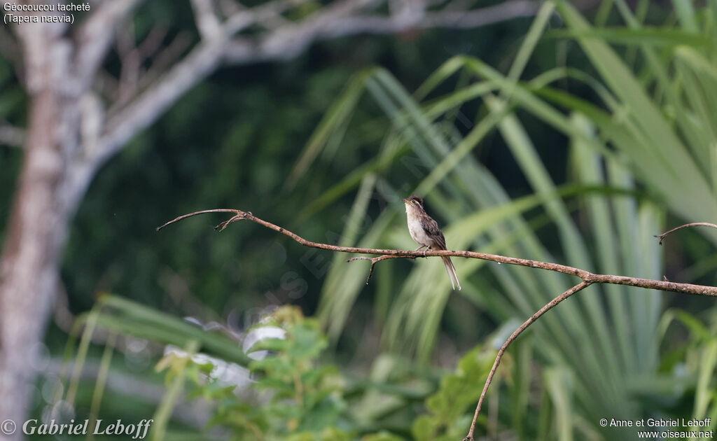 Striped Cuckoo