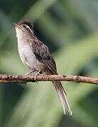 Striped Cuckoo