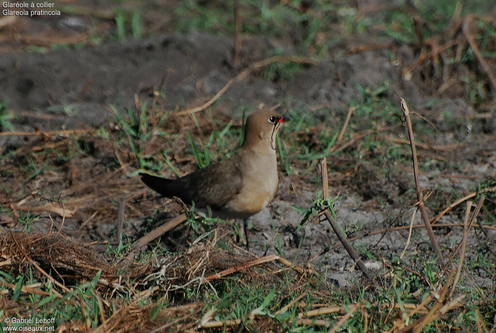 Collared Pratincole