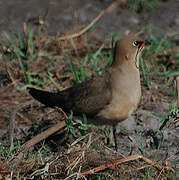 Collared Pratincole