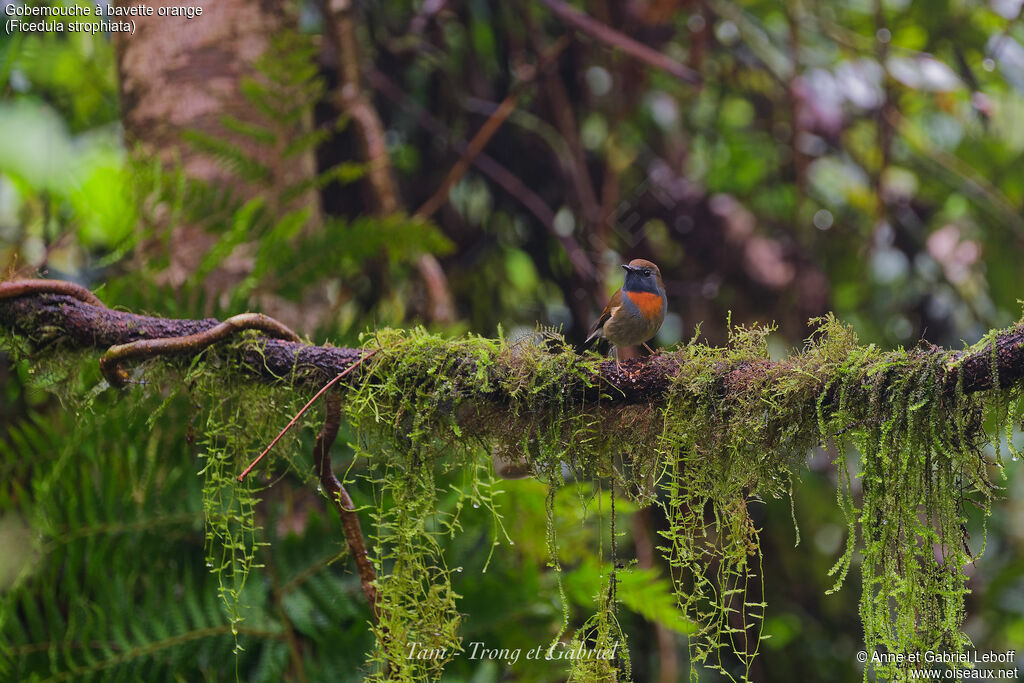 Rufous-gorgeted Flycatcher male