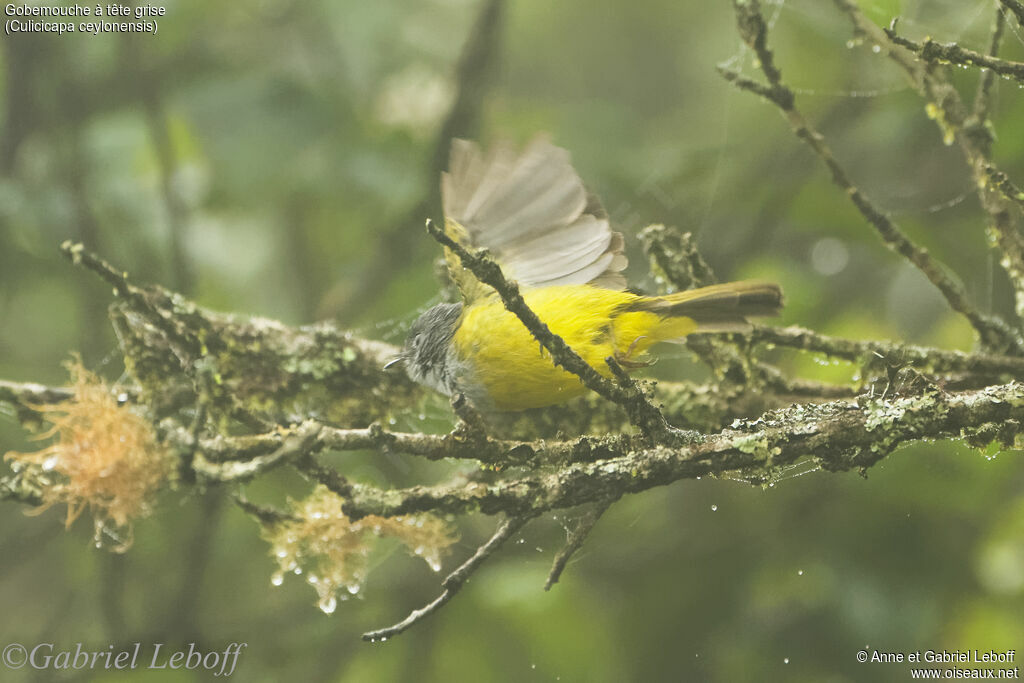 Grey-headed Canary-flycatcher