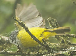 Grey-headed Canary-flycatcher