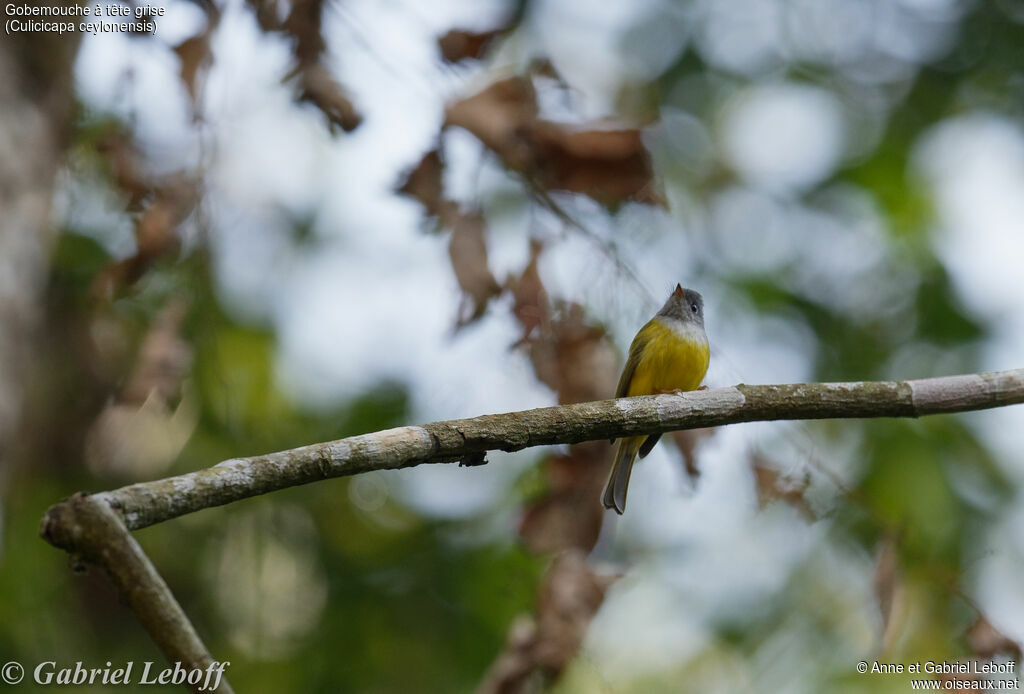 Grey-headed Canary-flycatcher