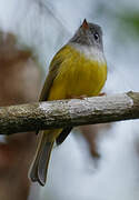 Grey-headed Canary-flycatcher