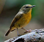 Snowy-browed Flycatcher
