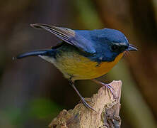 Snowy-browed Flycatcher