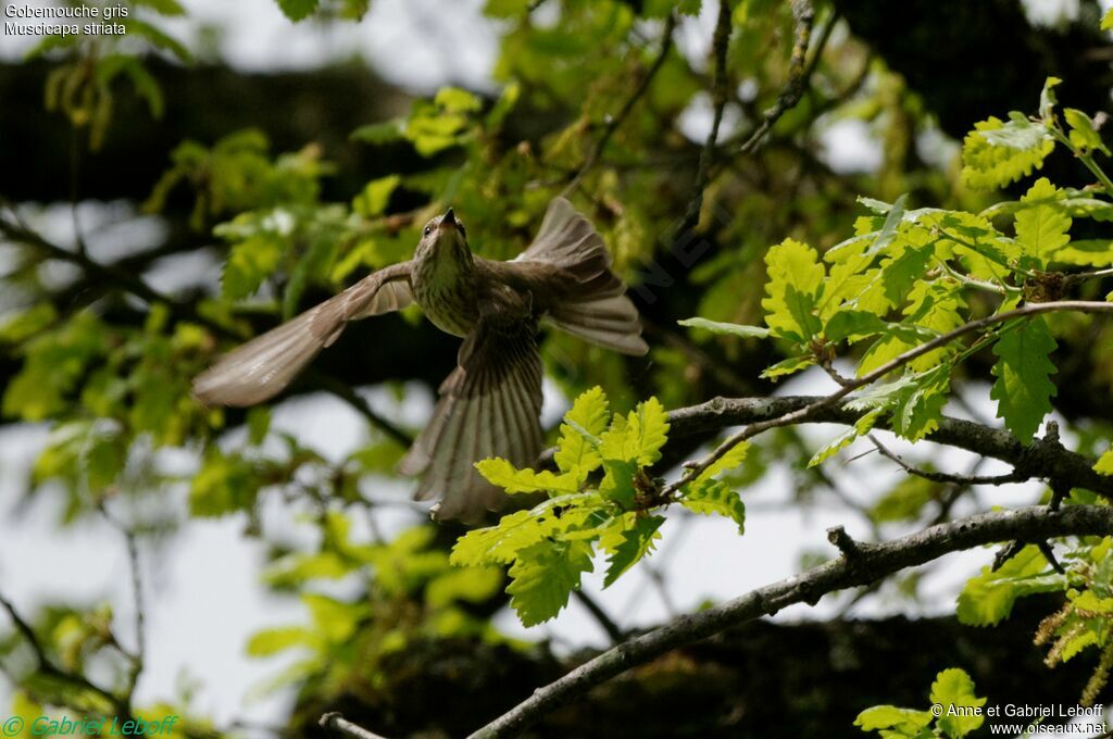 Gobemouche gris, Vol, Comportement