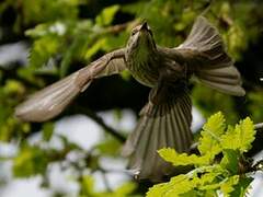 Spotted Flycatcher