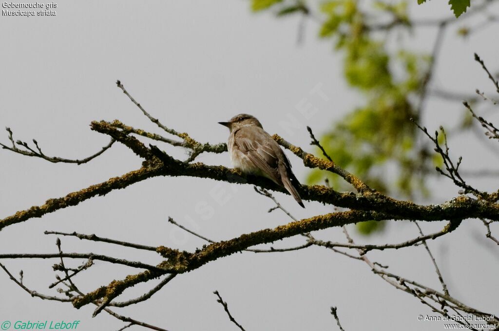 Spotted Flycatcher