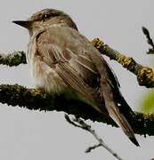 Spotted Flycatcher