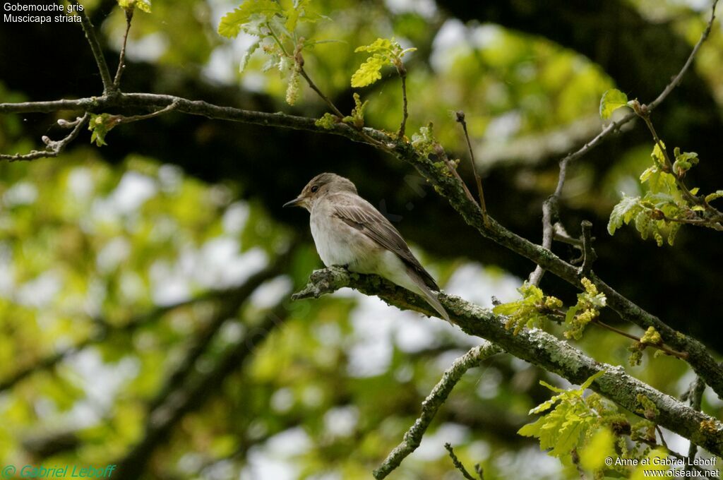 Spotted Flycatcher