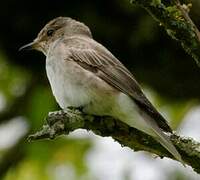 Spotted Flycatcher