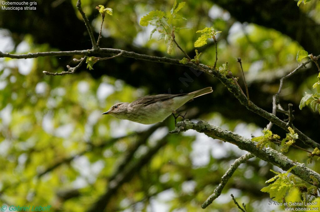 Spotted Flycatcher