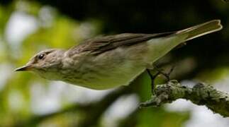 Spotted Flycatcher