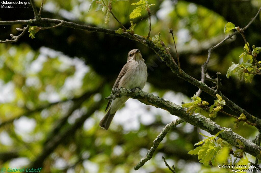 Spotted Flycatcher