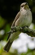 Spotted Flycatcher