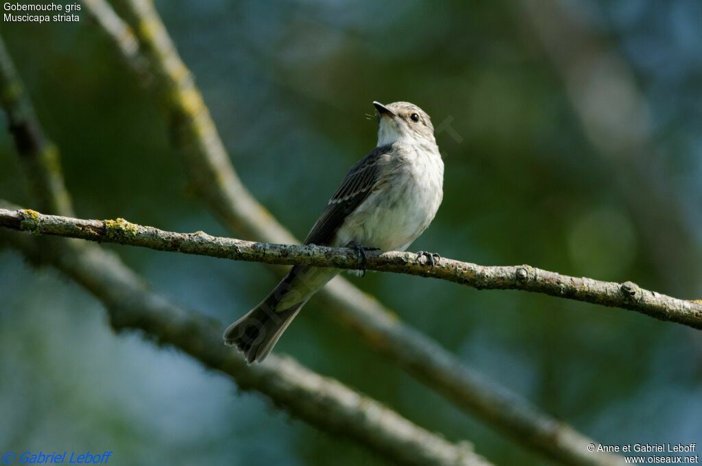 Spotted Flycatcher