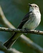 Spotted Flycatcher