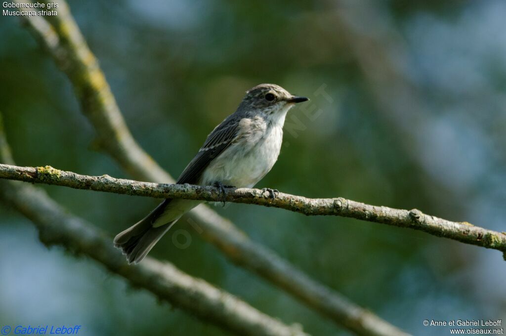 Spotted Flycatcher