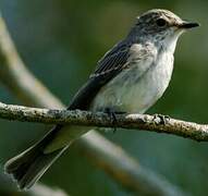 Spotted Flycatcher