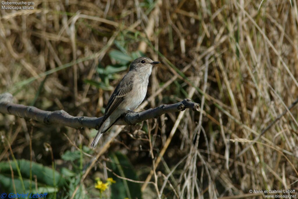 Spotted Flycatcher