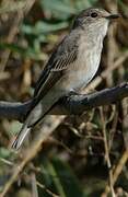 Spotted Flycatcher