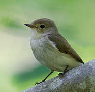 Red-breasted Flycatcher