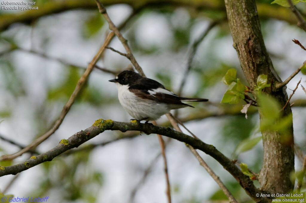 Gobemouche noir mâle