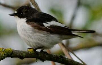 Gobemouche noir