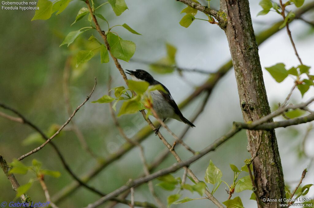 Gobemouche noir mâle