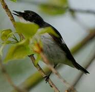 European Pied Flycatcher