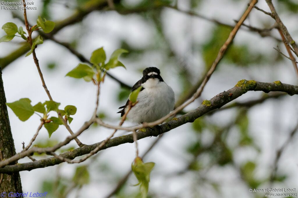 Gobemouche noir mâle