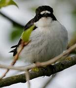 European Pied Flycatcher