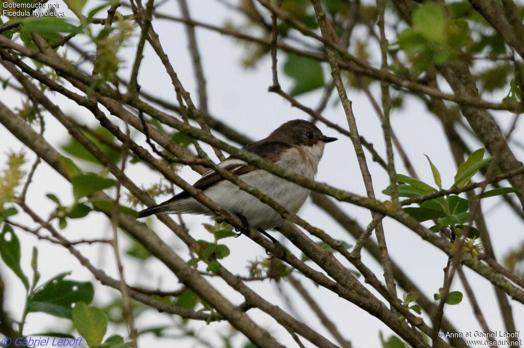 Gobemouche noir femelle