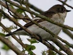 European Pied Flycatcher