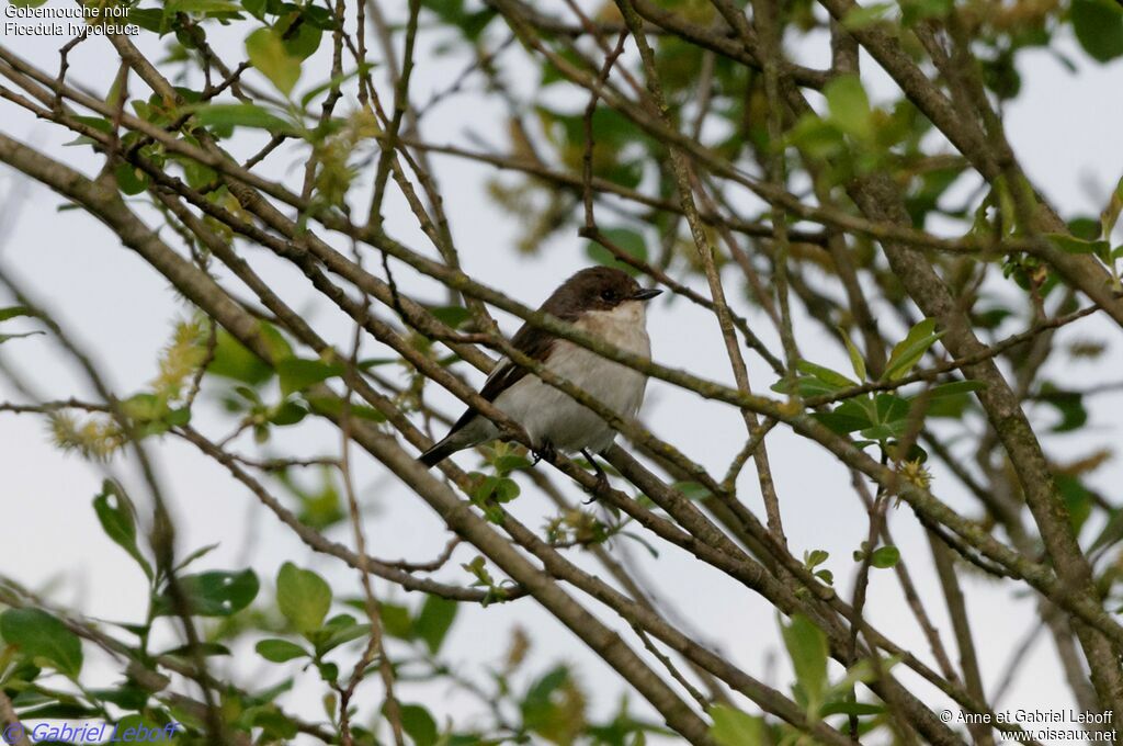 European Pied Flycatcher female