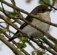 European Pied Flycatcher