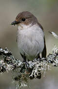 European Pied Flycatcher