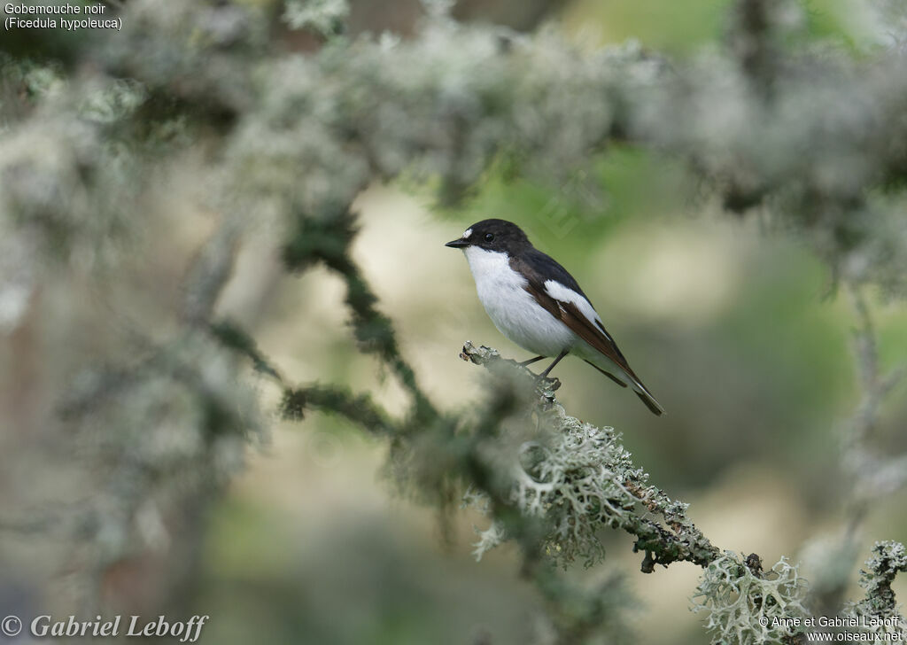 European Pied Flycatcher